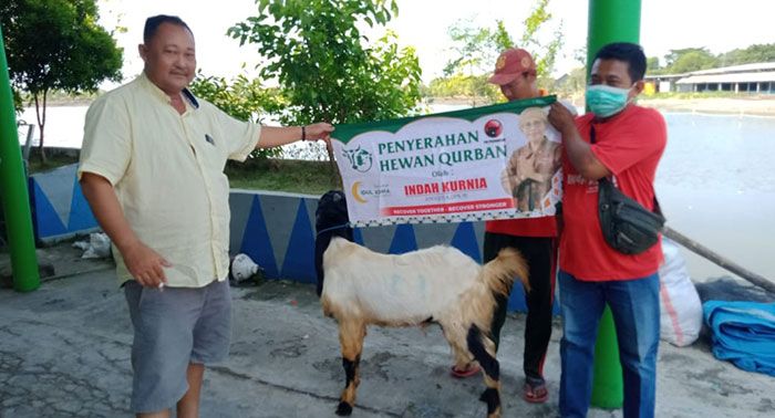 Idul Adha 1443 H, Indah Kurnia Bagikan 35 Kambing Kurban Bagi Warga Sidoarjo dan Surabaya Idul Adha 1443 H, Indah Kurnia Bagikan 35 Kambing Kurban Bagi Warga Sidoarjo dan Surabaya
