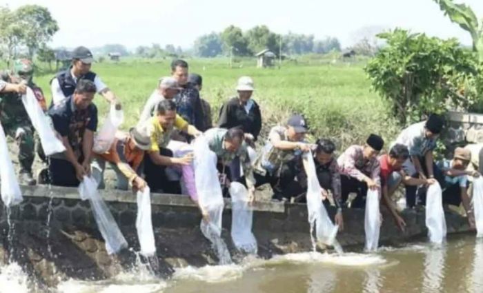 Jaga Ekosistem Sungai, Pemkab Bangkalan Tebar Puluhan Ribu Bibit Ikan Jaga Ekosistem Sungai, Pemkab Bangkalan Tebar Puluhan Ribu Bibit Ikan