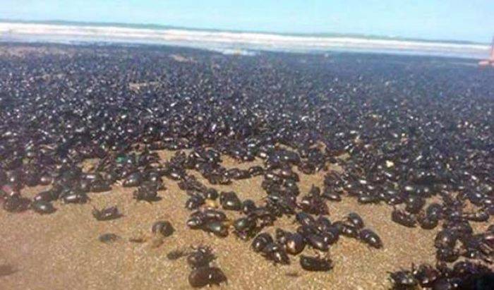 Jutaan Kumbang Penuhi Pantai-pantai di Resor Mar de Ajo Argentina Jutaan Kumbang Penuhi Pantai-pantai di Resor Mar de Ajo Argentina