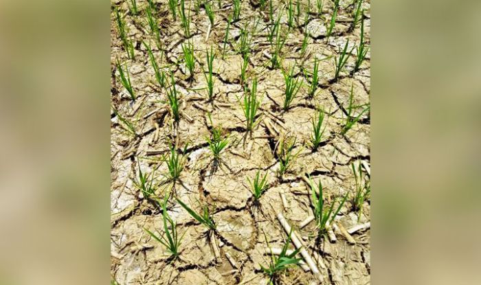 Tidak Hujan 20 Hari, 18 Hektare Lahan Sawah di Jember Kekeringan Tidak Hujan 20 Hari, 18 Hektare Lahan Sawah di Jember Kekeringan