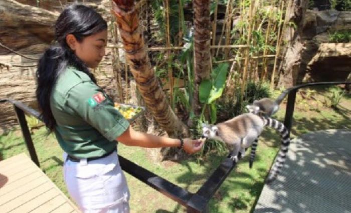 ​Rayakan Hari Lemur Sedunia, Batu Secret Zoo Gelar Event Lemur Weekend