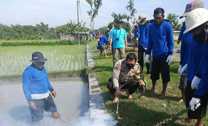 Kendalikan Hama Tikus, Warga Desa Paras Ngawi Gelar Gropyokan Kendalikan Hama Tikus, Warga Desa Paras Ngawi Gelar Gropyokan