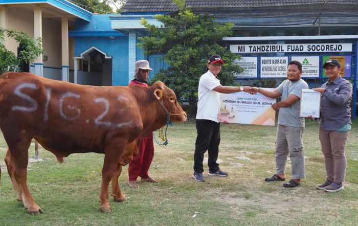 Idul Adha 1444 H/2023, SIG Salurkan 489 Hewan Kurban di 20 Provinsi Idul Adha 1444 H/2023, SIG Salurkan 489 Hewan Kurban di 20 Provinsi