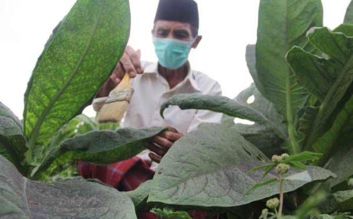 Di Pasar Eropa, Harga Tembakau Lesu, Eksportir Enggan Beli dari Petani Di Pasar Eropa, Harga Tembakau Lesu, Eksportir Enggan Beli dari Petani