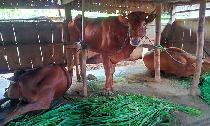 2.400 Sapi di Sampang Terpapar PMK, Biaya Pengobatan Dibebankan ke Peternak 2.400 Sapi di Sampang Terpapar PMK, Biaya Pengobatan Dibebankan ke Peternak