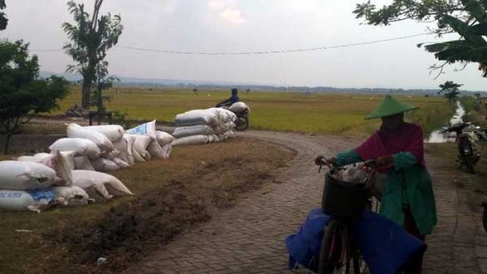 Hujan Dua Hari, Harga Gabah di Bojonegoro Anjlok