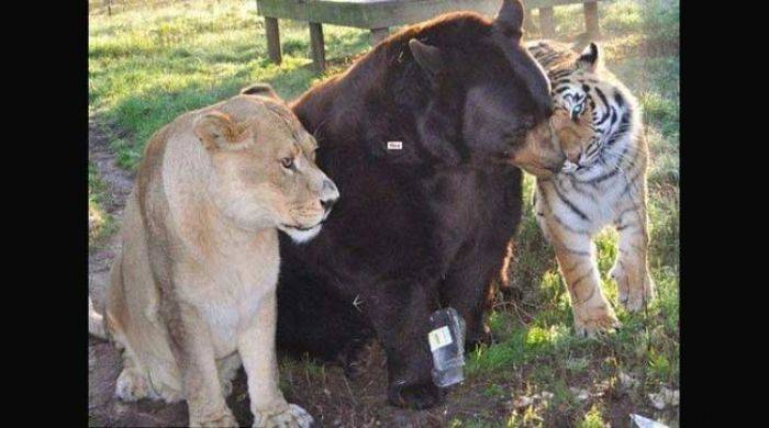 Singa, Beruang dan Macan jadi Saudara setelah Ditemukan Nyaris Mati Singa, Beruang dan Macan jadi Saudara setelah Ditemukan Nyaris Mati