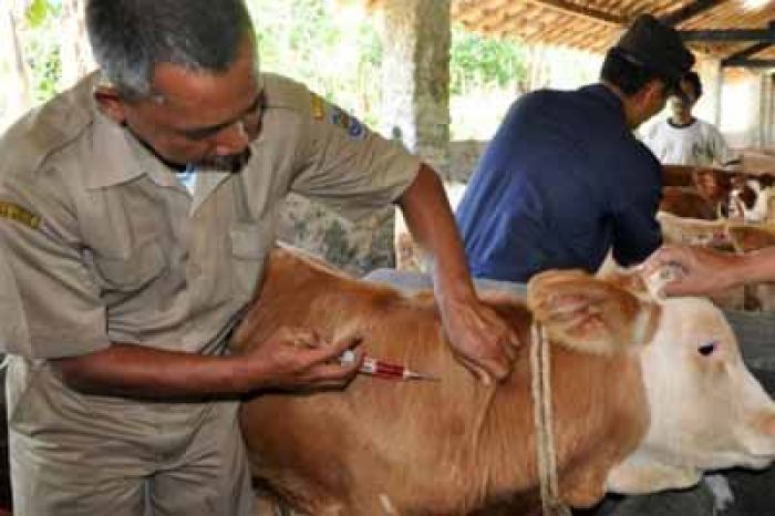 Warga di Pacitan Banyak yang Belum Tahu Apa Itu Anthrax Warga di Pacitan Banyak yang Belum Tahu Apa Itu Anthrax