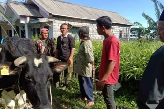 Polisi di Pasuruan Tangkap Spesialis Pencuri Sapi Polisi di Pasuruan Tangkap Spesialis Pencuri Sapi