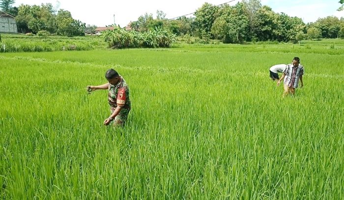 Turun ke Sawah, Babinsa Koramil Pamekasan Bantu Warga Desa Binaan Bersihkan Tanaman Padi dari Hama Turun ke Sawah, Babinsa Koramil Pamekasan Bantu Warga Desa Binaan Bersihkan Tanaman Padi dari Hama