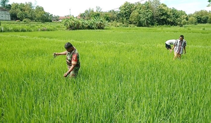 Turun ke Sawah, Babinsa Koramil Pamekasan Bantu Warga Desa Binaan Bersihkan Tanaman Padi dari Hama