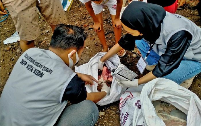 DKPP Kota Kediri Kunjungi 177 Titik Penyembelihan, Pastikan Daging Kurban Layak Konsumsi