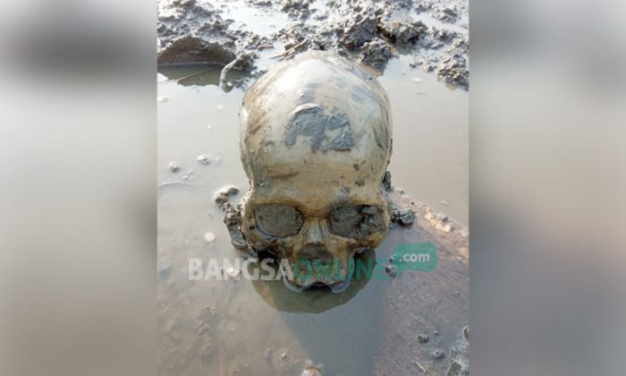 Tengkorak Kepala Manusia Ditemukan di Tambak Desa Tambakrejo, Sidoarjo Tengkorak Kepala Manusia Ditemukan di Tambak Desa Tambakrejo, Sidoarjo