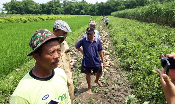 Bengkuang Loksongo Super Siap Merambah Pulau Dewata Bengkuang Loksongo Super Siap Merambah Pulau Dewata