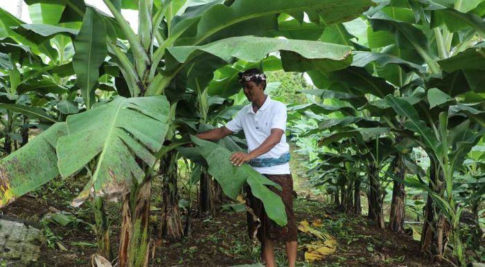 Reforma Agraria Bawa Harapan Baru untuk Desa Adat Asahduren Jembrana