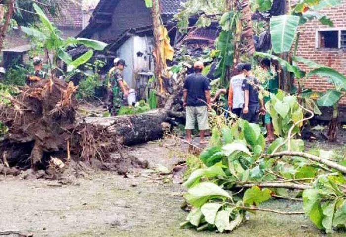 5 Kecamatan di Trenggalek Dihajar Badai, Pohon Bertumbangan, Tanah Longsor