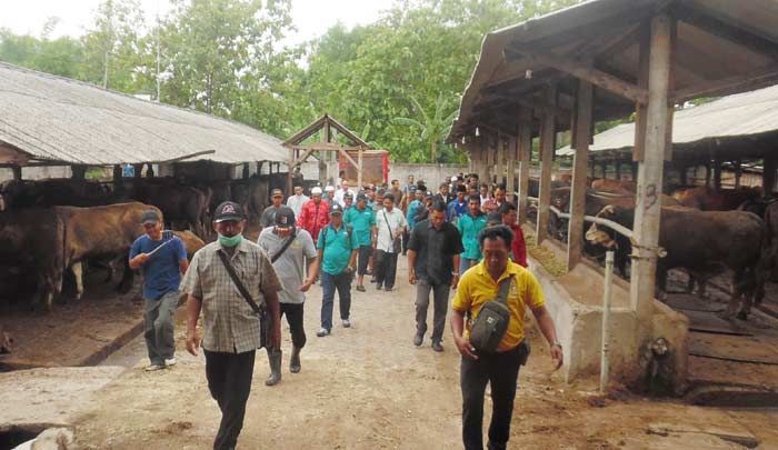 Pemkab Pasuruan Optimalisasi Usaha Sapi Potong Berbasis Agrbisnis Pemkab Pasuruan Optimalisasi Usaha Sapi Potong Berbasis Agrbisnis