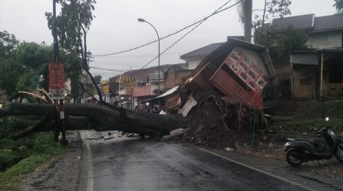 Hujan Deras di Kota Batu, Pohon Trembesi Tumbang Timpa Warung Hujan Deras di Kota Batu, Pohon Trembesi Tumbang Timpa Warung