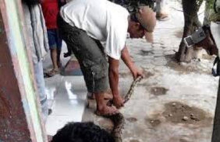 Banyak Ular Besar Keluar dari Sarang Banyak Ular Besar Keluar dari Sarang