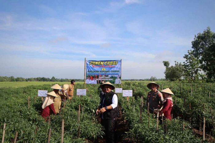 Kapolres Ngawi Bersama Forkopimda Ikuti Panen Raya Kapolres Ngawi Bersama Forkopimda Ikuti Panen Raya