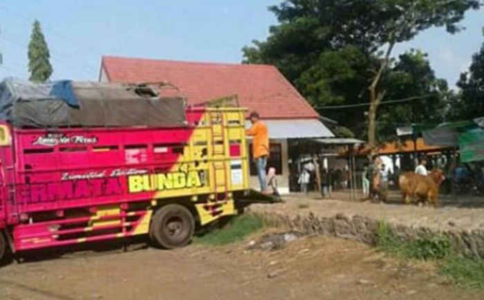 Pemkot Probolinggo Tutup Pasar Ternak, Pedagang Tetap Bandel Berjualan Pemkot Probolinggo Tutup Pasar Ternak, Pedagang Tetap Bandel Berjualan