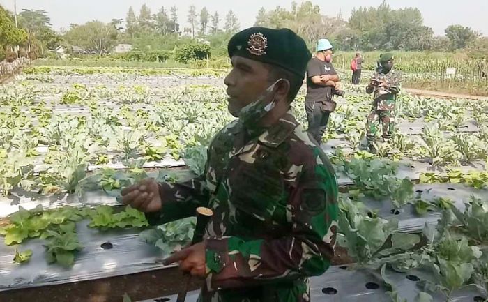 Tanam Sayur Mayur di Lahan 64 Ha, Brigif 18 Para Raider Jabung Inisiasi Markas Tangguh