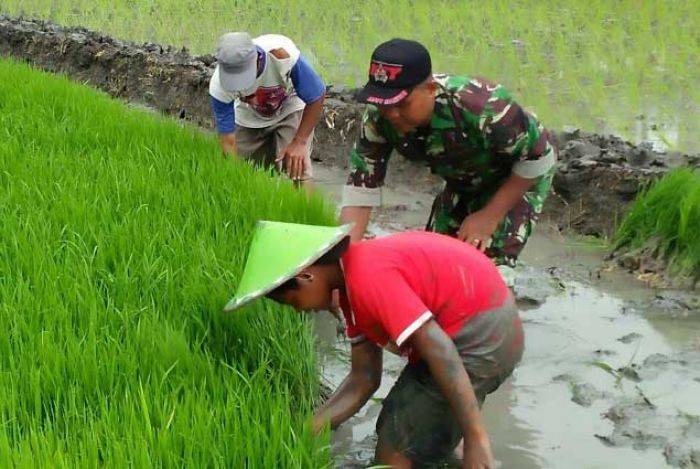 Babinsa Bantu Petani Tanam Padi di Desa Bajeman Tragah Bangkalan