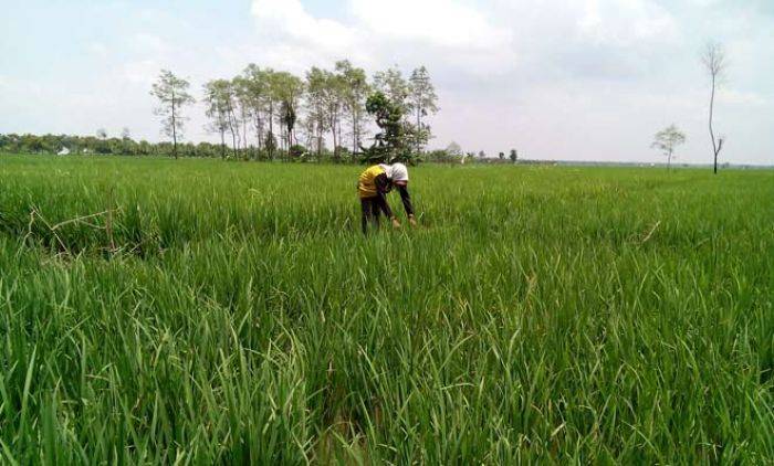 Hama Wereng Serang Ratusan Hektar Tanaman Padi di Bojonegoro