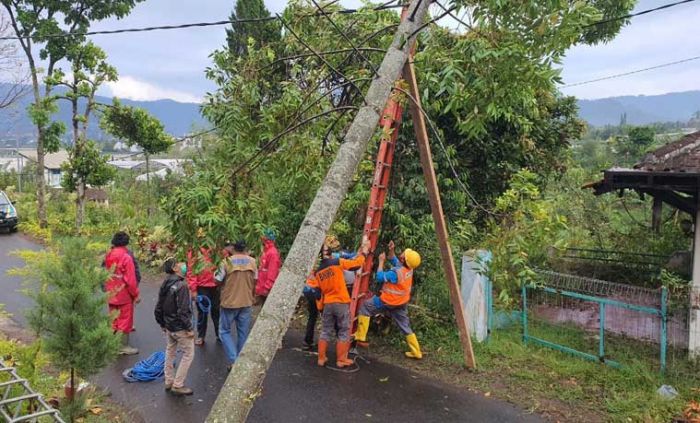 Diterpa Angin Kencang, Akasia Tumbang Terpa Kabel PLN Diterpa Angin Kencang, Akasia Tumbang Terpa Kabel PLN
