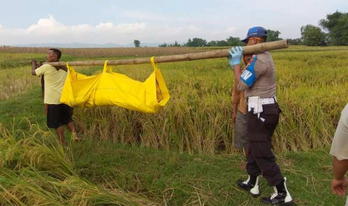 Petani Tuban Ditemukan Meninggal di Persawahan Desa Jatisari Petani Tuban Ditemukan Meninggal di Persawahan Desa Jatisari