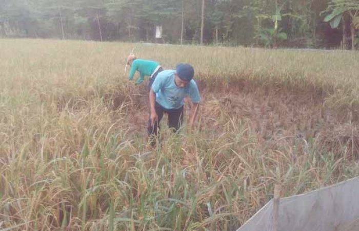 Pengadaan Mobdin Rp 8 M Anggota DPRD Bojonegoro Dikritik, Dewan Dianggap tak Peka Masyarakat Pengadaan Mobdin Rp 8 M Anggota DPRD Bojonegoro Dikritik, Dewan Dianggap tak Peka Masyarakat