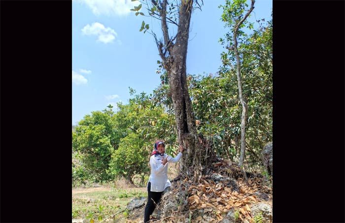 Ada Pohon Misterius di Desa Sempu Pacitan: Dianggap Keramat, Konon jadi Tempat Singgah para Wali Ada Pohon Misterius di Desa Sempu Pacitan: Dianggap Keramat, Konon jadi Tempat Singgah para Wali