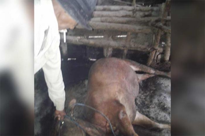 Lagi, Sapi Mati Mendadak Terjadi di Lamongan