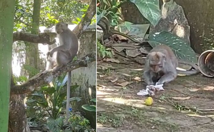 Permukiman di Jember Diserang Monyet Ekor Panjang, Warga Diimbau Hati-hati dan Tidak Membunuhnya