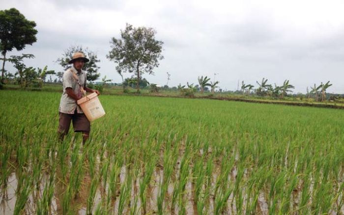 Pupuk di Tuban Langka, Komisi B DPRD Bakal Panggil Disperta, Distributor dan Produsen Pupuk