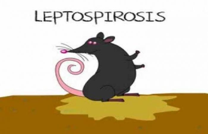 Leptospirosis Renggut Dua Korban Jiwa di Pacitan