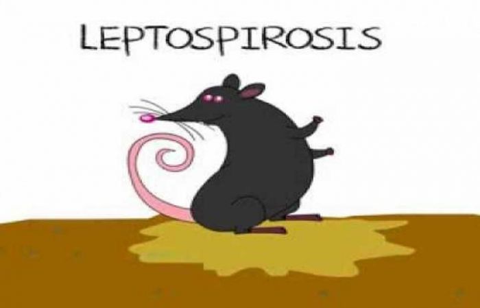 Leptospirosis Renggut Dua Korban Jiwa di Pacitan Leptospirosis Renggut Dua Korban Jiwa di Pacitan