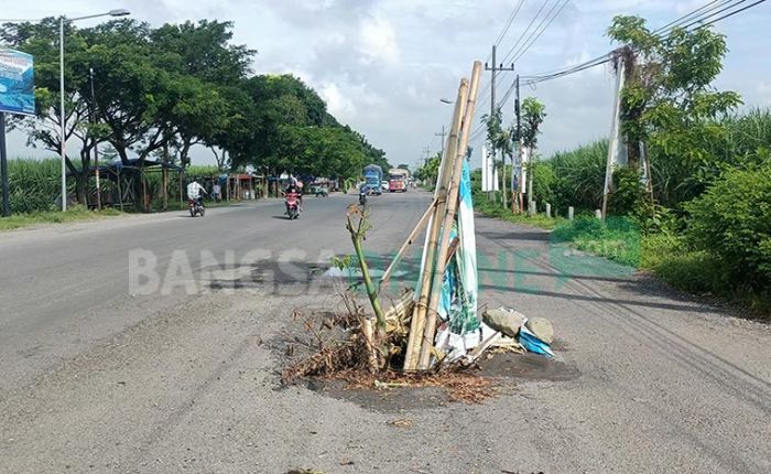 Bahayakan Pengendara, Lubang di Jalan Raya Kediri-Wates Ditanami Pohon