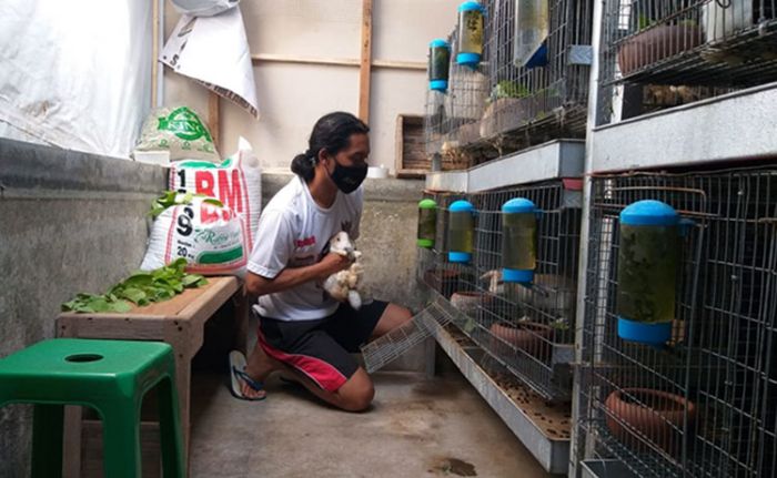 Mudah Stres dan Rentan Mati, Begini Tips dan Trik Cara Beternak Kelinci Holland Lop Mudah Stres dan Rentan Mati, Begini Tips dan Trik Cara Beternak Kelinci Holland Lop
