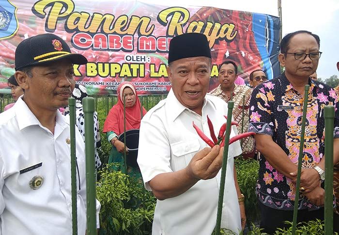 Panen Raya Cabai Merah, Bupati Fadeli Berharap Sukorame jadi Sentra Holtikultura Panen Raya Cabai Merah, Bupati Fadeli Berharap Sukorame jadi Sentra Holtikultura