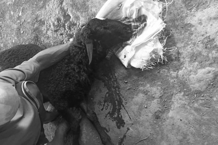 Heboh! Seekor Kambing Milik Warga Paiton Probolinggo Mati Keluarkan Darah dari Hidungnya Heboh! Seekor Kambing Milik Warga Paiton Probolinggo Mati Keluarkan Darah dari Hidungnya