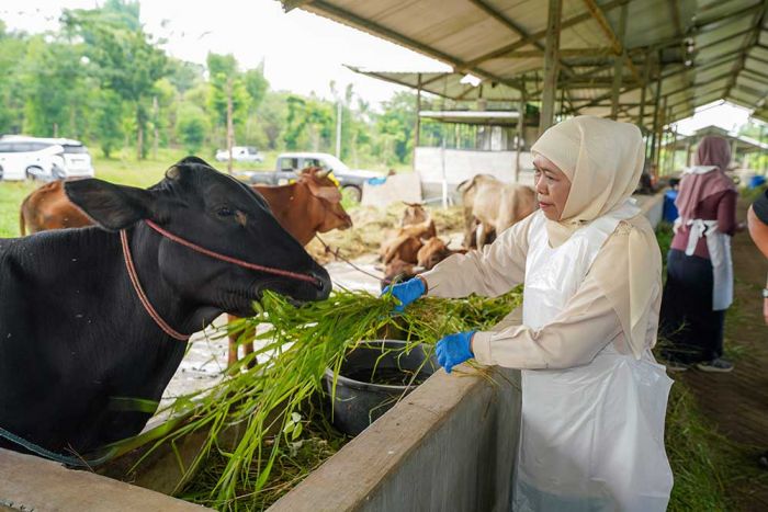 Tinjau Peternakan di Pasuruan, Khofifah Tegaskan Pentingnya Proteksi Pasar Hewan saat Wabah PMK Tinjau Peternakan di Pasuruan, Khofifah Tegaskan Pentingnya Proteksi Pasar Hewan saat Wabah PMK