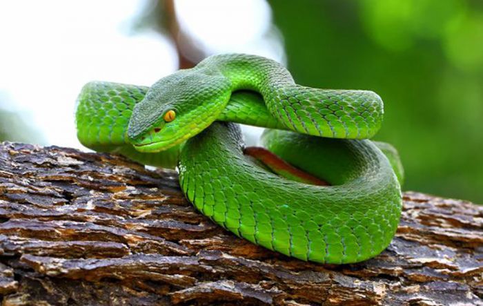 Anggota Polisi di Blitar Meninggal Dunia Usai Digigit Ular Viper Hijau Anggota Polisi di Blitar Meninggal Dunia Usai Digigit Ular Viper Hijau