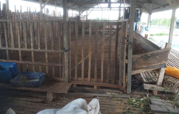 Marak Maling Ternak di Blitar, Belasan Ekor Kambing Warga Selopuro Raib Marak Maling Ternak di Blitar, Belasan Ekor Kambing Warga Selopuro Raib