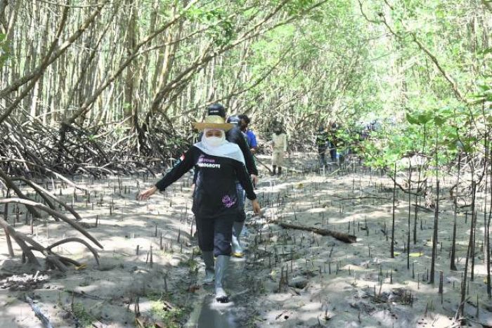 Restorasi Mangrove, Gubernur Khofifah Ingin Jadi Referensi Destinasi Edu Wisata Restorasi Mangrove, Gubernur Khofifah Ingin Jadi Referensi Destinasi Edu Wisata