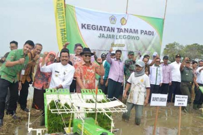 Pemkab Gresik Demontrasikan Padi Varietas Inpari, Hasil 9,6 Ton tiap Hektare  