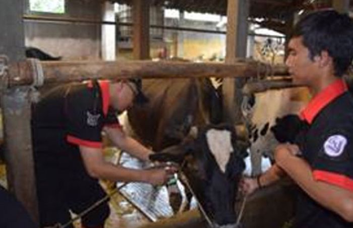 Upsus Siwab Diharapkan Mampu Jaga Populasi Hewan Sapi Upsus Siwab Diharapkan Mampu Jaga Populasi Hewan Sapi