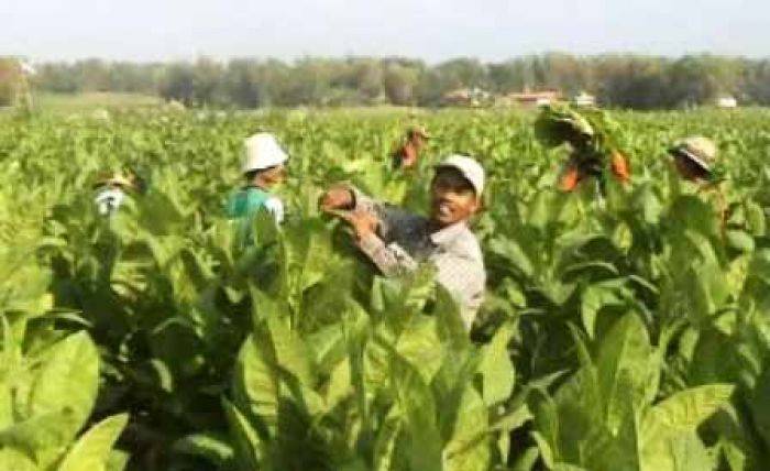 Pabrik Rokok Jateng Tutup, Petani Tembakau Tulungagung Resah Pabrik Rokok Jateng Tutup, Petani Tembakau Tulungagung Resah