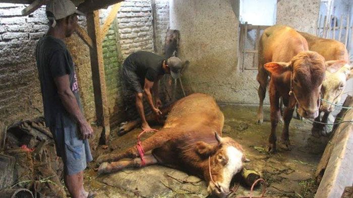 1.403 Sapi di Jember Terjangkit PMK 1.403 Sapi di Jember Terjangkit PMK