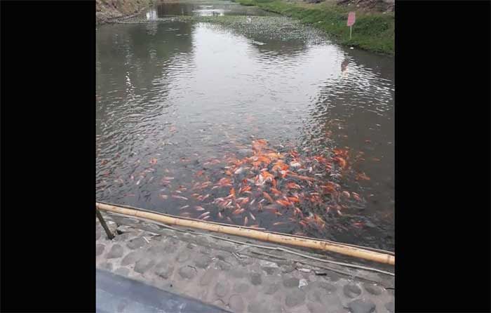 Sarat Ikan Hias, Sungai Sarat Ikan Hias, Sungai